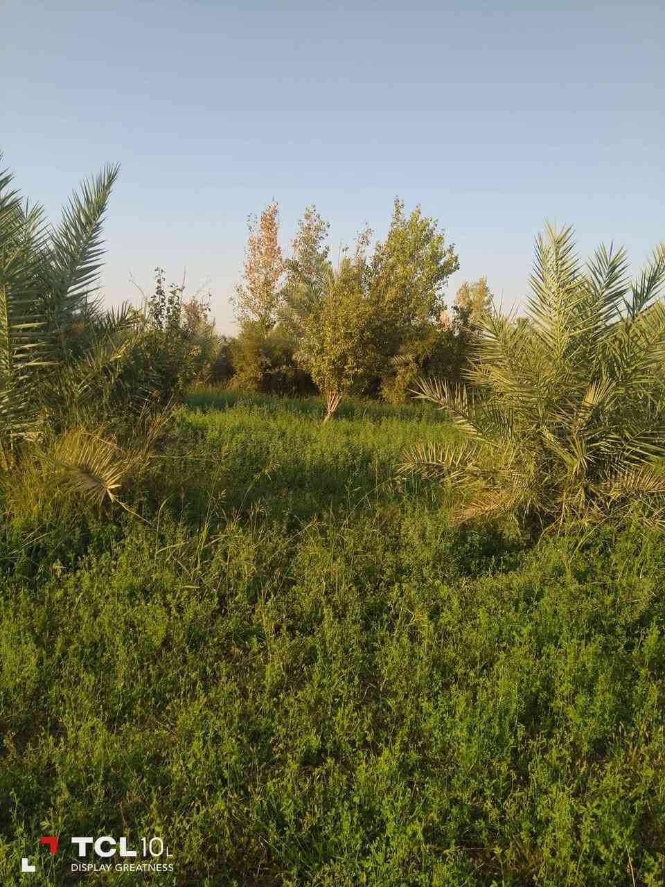 طابو زراعي • سند ٢٥ • دونم ونص