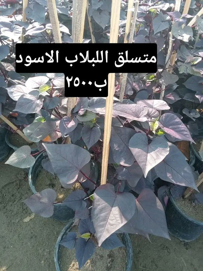 التوصيل داخل بغداد فقط

نص مكتوب في الصور:
- قرن الغزال ب ٢٠٠٠ كل ٣ ب ٥
- بتونيا الصحراء ب ٢٠٠٠ كل ٣ ب ٥
- سباركس ب ٢٠٠٠ كل ٣ ب ٥
- جاتروفا ارتفاع متر واكثر ب ٧
- متسلق اللبلاب الاسود ب٢٥٠٠