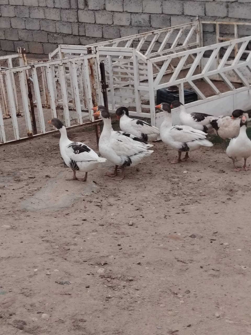 قازات • ٩ • شرقاط