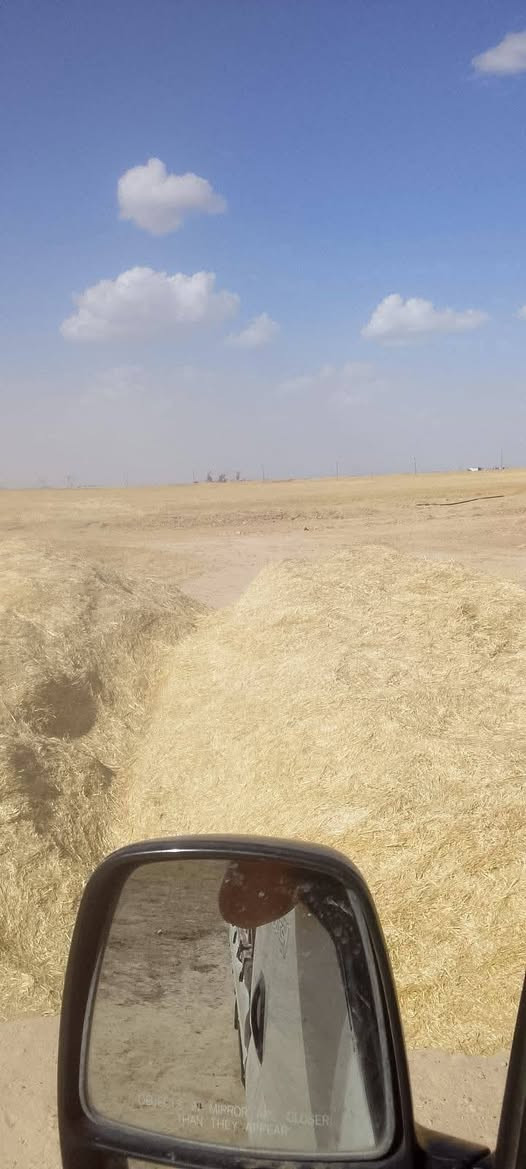 تبن • كيس ٦٠ • توصيل مجاني