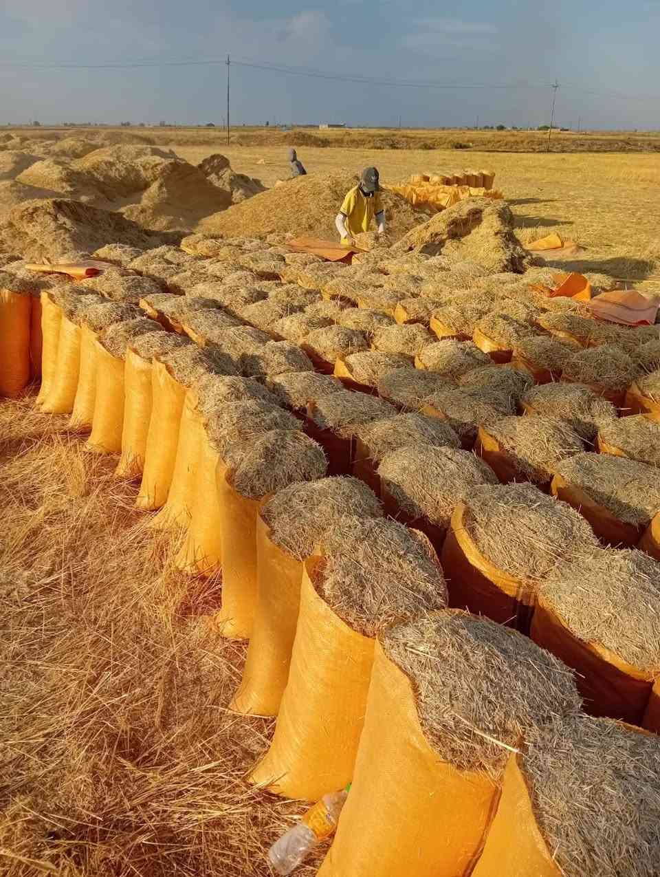 تبن • كيس أبو ٦٠ • توصيل مجاني