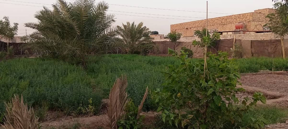 مرخصت مدير.الكروب
السلام عليكم 
قطعة ارض زراعي سند ٢٥ المساحة ٩٠٠م  كما موضح بالصور المرفقة وتحتوي على بأر إرتوازي وماء اسآلة والكهرباء قريبة جدا من الارض تبعد عن الشارع العام ٥٠ متر تقريباً الموقع طريق السنية السياحي قرب مدرسة الاصيل الابتدائية ( الكرفانات) وللاستفسار عن التفاصيل كاملة الاتصال على الرقم ***********.
