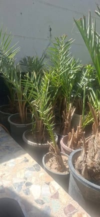فسائل • مجذّرة • سنة