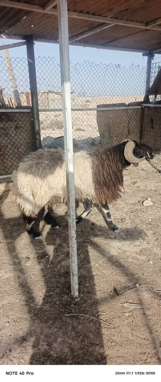 جبش • فحوليه • الحولي