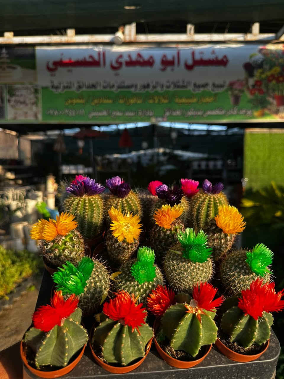 🤍اللهم صل على محمد وال محمد🤍 
🌸مشتل ابو مهدي الحسيني 🌸
العنوان /صلاح الدين قضاء/ بلد شارع الفرات 
قرب نافورة الحي الصناعي 
📞***********📞
