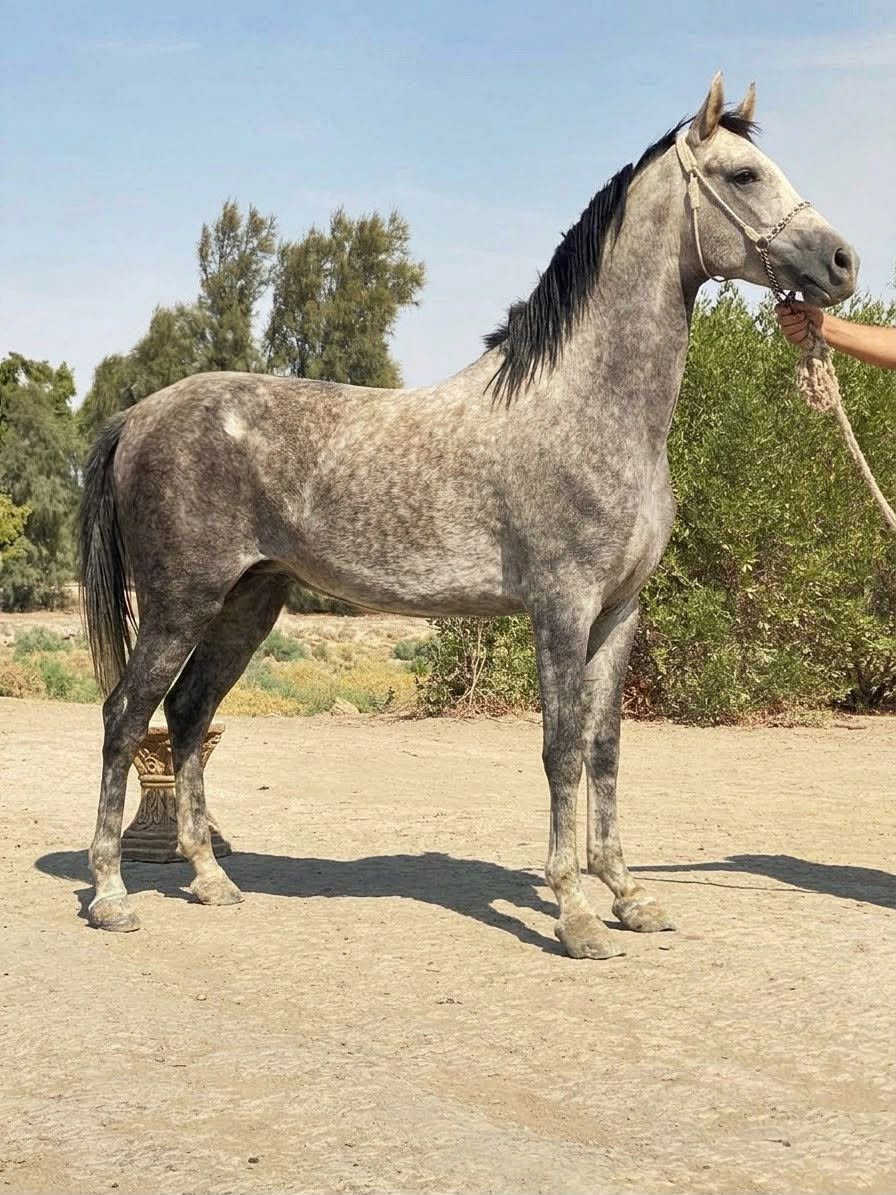 مهره • سنتين • مكفوله