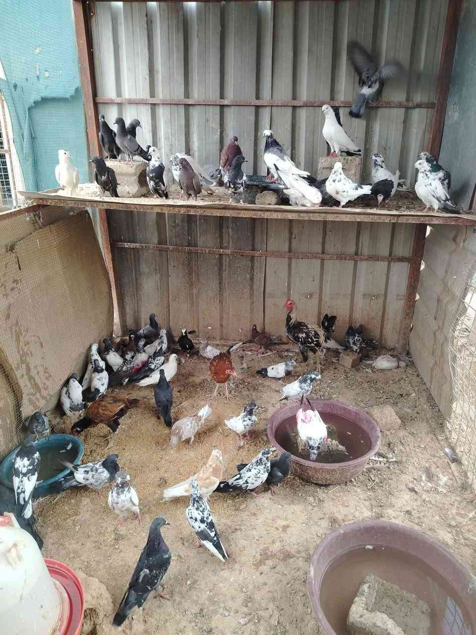 حمام بش دجاج اديوكه عرب فراريج شيش غاز غبج للبيع المكان اشميط ***********
