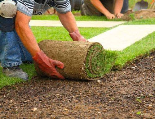 🌸 نعمل داخل بلد وخارج بلد 🫶
🌸زراعة الثيل 
🌸زراعة الاشجار 🌱🌲
🌸زراعة الورود وجميع نباتات 
 
اتصل على رقم الهاتف وتدلل 👈 ***********
