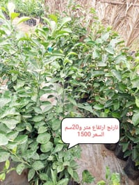 نارنج • مشتل • توصيل الدجيل
