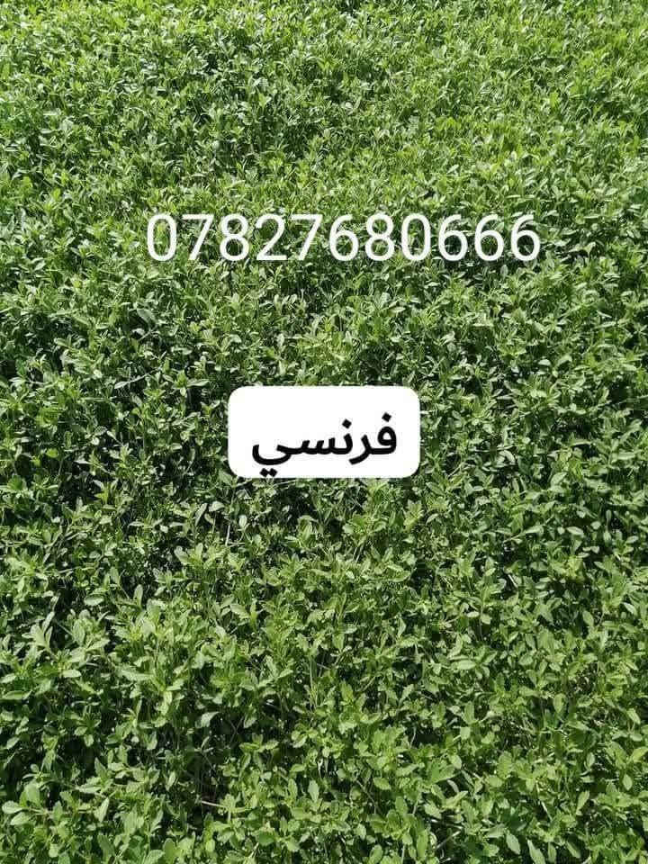🌿 في بداية الموسم الجديد 🌿
نُعلن عن توفر الثيل الهندي الطبيعي – درجة أولى 💚
خضار 100٪ ويتحمل جميع الظروف المناخية 🌞🌧️

✅ نوعية ممتازة
✅ دائم الخضرة
✅ توصيل سريع لجميع محافظات العراق
✅ أسعارنا الأنسب… وتخفيضات لفترة محدودة 🫢

✨ نوفر أفضل أنواع الثيل الطبيعي:
#هندي – #أمريكي – #إيطالي – #إنكليزي

📌 جاهزون لتجهيز وفرش الحدائق 🏡
والدوائر الحكومية 🏢
والملاعب 🏟️ والمنتزهات 🌳

⏱️ توصيل خلال 24 ساعة
💸 الأسعار حسب الكمية

📞 للاستفسار والتواصل:
‏‪***********
***********
أهلاً بكم في مزارع ديالى لثيل الهندي الطبيعي 🌱
#ثيل_طبيعي #مزارع_حسن #ديالى #تنسيق_حدائق #عروض_مميزة #عشب_طبيعي #ثيل_عراقي
