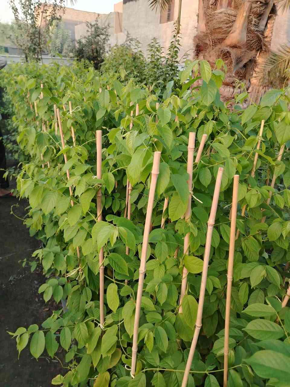 🌿🌿 مجموعة مشاتل السید 🌿🌿
🌱 نباتات • تصميم • تنفيذ • تنسيق • صيانة الحدائق 🌱
السلام عليكم ورحمة الله وبركاته 🌹
📢 يسرّنا في مجموعة مشاتل السید أن نقدم لكم خدماتنا المتكاملة في مجال النباتات والحدائق، حيث نوفر لكم مختلف أنواع النباتات بأسعار مناسبة، إلى جانب خدمات تصميم وتأسيس وتنفيذ وتنسيق وصيانة الحدائق المنزلية والعامة، بإدارة وإشراف السيد غيث الموسوي وبكادر متخصص في الزراعة وتنسيق المساحات الخضراء والعناية بالنباتات.
🌱 نحن لا نقتصر على تصميم الحدائق وتنفيذها، بل نوفر لكم النباتات والمستلزمات الزراعية ونقدم لكم الحل المتكامل من المشاتل إلى الحديقة.

━ 🌿 تتوفر لدينا حاليًا مجموعة متنوعة من النباتات 🌿 ━
🌳 حارس تكساس خشن🌳 حارس تكساس وسط🌹 ورد القهوة🌿 أكاسيا مصرية🌺 جهنمي ألوان قطمر🌹 ورد جوري🌸 ياسمين أحمر بدون عود🌸 ياسمين أحمر خشن🌹 ورد جمال قطمر🌺 خطم الساحل🌿 شمشار🌿 قرن الغزال🌿 يوكا
❤️ دم العاشق🌿 كاريزيا🌿 ياس عراقي كيس🌳 فكس🌿 باباية🌿 ددونيا🌿 ياس سندانة🌿 فرچة البطل🌳 فكس باندا
🌸 ست الحسن🌳 بمبر خشن🌳 بمبر وسط🌸 بتونيا🌵 شوكة المسيح🌹 ورد القداح🌹 نسرين أبيض + وردي🌿 كف مريم عراقي🌿 كف مريم كويتي🌳 تين تركي🌳 تين عبيد
🌳 سدر للصدر وأعلى🍎 رمان يمني حلو عسل🌳 ألبزيا بأحجام مختلفة🌿 شبوي🌿 دفلة🌳 أنتيكوما حسب الحجم🌼 داوودي و کافة انواع الحمضیات والزینة  والدیکورات و الثيل بأنواعه ......✨ وأنواع أخرى من النباتات متوفرة حسب الموسم والطلب.

━━━ 🌳 خدمات مجموعة مشاتل السید 🌳━━━━━
🌱 بيع وتجهيز النباتات:
توفير مختلف أنواع النباتات الداخلية والخارجية، ونباتات الزينة والأشجار، ومنها النباتات العراقية المقاومة لمختلف الظروف المناخية، وبأسعار مناسبة ومدروسة.
🌿 تصميم وتنسيق الحدائق:
تصميم الحدائق المنزلية والعامة وتنسيق المساحات الخضراء بأساليب عصرية وفنية تتناسب مع مساحة المكان واحتياجات الزبون.
🌱 تأسيس وتنفيذ الحدائق:
تنفيذ الحدائق من البداية وحتى إتمامها، مع اختيار النباتات المناسبة وتوزيعها بطريقة مدروسة وجمالية.
✂️ صيانة وتنظيف الحدائق:
تنظيف وترتيب وصيانة الحدائق بصورة دورية، والعناية بالنباتات ومتابعة نموها والمحافظة على جمالية المساحات الخضراء.
💧 تأسيس منظومات الري الحديثة:
تأسيس منظومات سقي حديثة، بما فيها المرشات والنوزلات ومنظومات التنقيط، وفق أبعاد الحديقة وأنواع النباتات وتوزيعها.
🪴 متابعة ومعالجة النباتات:
متابعة نمو النباتات ومعالجة الآفات والمشكلات الزراعية للحفاظ على صحة النباتات وجمالية الحديقة.
🐜 الوقاية ومكافحة حشرة الأرضة:
تأسيس منظومات خاصة للوقاية من حشرة الأرضة، بالإضافة إلى مكافحة ومعالجة الإصابة بها.
🌳 قطع الأشجار الكبيرة:
قطع وتشريح وتقطيع ونقل الأشجار الكبيرة وفق أساليب آمنة ومنظمة.
🚜 النقل والتجهيز:
نقل الأشجار والنباتات والأتربة والمستلزمات الزراعية حسب الحاجة.

━ 🎁🔥 عروض خاصة من مجموعة مشاتل السید 🔥🎁 ━

💧🎁 منظومة سقي بالتنقيط مجانًا!
😍 لكل حديقة نقوم بتصميمها وتنفيذها، نقوم بتأسيس منظومة سقي بالتنقيط مجانًا، بتوزيعات ونسب دقيقة ومدروسة تتناسب مع أنواع النباتات ومساحة الحديقة.
💧 بما يساعد على: ✔️ تقليل جهد السقي
✔️ تقليل هدر المياه
✔️ توزيع المياه بصورة أفضل
✔️ المحافظة على استدامة النباتات ونموها
🔥🎁 خصم 10%
😍 لكل حديقة يتم تأسيسها وتنفيذها من قبل مجموعة مشاتل السید، يحصل الزبون على خصم بنسبة 10% من السعر الكلي.
🌱🎁 نباتات متنوعة وبأسعار مناسبة ومدروسة
نوفر لكم النباتات بأسعار تناسب مختلف الاحتياجات والمساحات، مع إمكانية تجهيزكم بالنباتات والمستلزمات الزراعية المطلوبة.

━━━━━ 🌿 لماذا مجموعة مشاتل السید ؟ 🌿 ━━━━━
⭐ تنوع كبير في النباتات⭐ أسعار مناسبة ومدروسة⭐ نباتات داخلية وخارجية⭐ نباتات مقاومة للظروف المناخية⭐ تصميم وتنسيق احترافي للحدائق⭐ تنفيذ وتأسيس الحدائق⭐ صيانة ومتابعة بعد التنفيذ⭐ حلول ري حديثة ومدروسة⭐ مكافحة ووقاية من الأرضة والآفات⭐ تجهيز ونقل النباتات والمستلزمات
🌿 من النبتة إلى الحديقة… نوفر لكم كل ما تحتاجه مساحتكم الخضراء في مكان واحد. 🌿
📢 تنويه مهم:
نظرًا لكثرة التعليقات والرسائل الواردة إلينا، قد يتعذر علينا أحيانًا الرد على جميع التعليقات أو الرسائل بصورة فورية. لذلك نعتذر منكم مقدمًا عن أي تأخير في الرد. 🙏🌹
📞 للحجز والاستفسار والتواصل حصراً:
***********
📱 للتواصل المباشر عبر واتساب:
👉  https://wa.me/9647713397964
🌿📲 اضغط على الرابط وسيتم تحويلك مباشرة إلى محادثة واتساب مع الرقم أعلاه.
📌 صفحتنا الزراعية على فيسبوك:
https://www.facebook.com/kararr6677?sfnsn=wa
🌱💚 ادارة مجموعة مشاتل السید
نزرع الجمال… ونصنع مساحات تنبض بالحياة. 🌿

نص مكتوب في الصور:
- مجموعة مشاتل السيد نباتات . تصميم . تنفيذ . تنسيق . صيانة الحدائق من النبتة إلى الديقة... نصنع الجمال عروض خاصة من مجموعة مشاتل السيد منظومة سقي بالتنقيط مجاناً خصم 10% على جميع الحدائق تتوفر لدينا مجموعة متنوعة من النباتات أکاسیا مصرية جهنمي ياسمين أحمر ورد جوري دقلة يوكا أشجار مثمرة نخيل وزينة أنواع أخرى أنتيکوما داوودي شوكة المسيح نباتات متنوعة وبأسعار مناسبة ومدروسة وكل أنواع الحمضيات والزهور والنباتات الداخلية والخارجية... خدماتنا صيانة الحدائق تنفيذ الحدائق تصميم وتنسيق الحدائق تأسيس منظومات الري بيع وتجهيز النباتات للحجز والاستفسار حصراً عبر الواتساب *********** صفحتنا الزراعية علي فيسبوك /kararr6677 نظراً لكثرة التعليقات والرسائل الواردة إلينا، قد يتعذر علينا أحياناً الرد على جميع التعليقات أو الرسائل بصورة فورية. نعتذر منكم مقدماً عن أي تأخير في الرد. إدارة مجموعة مشاتل السيد نزرع الجمال ... ونصنع مساحات تنبض بالحياة
- يتوفر لدى مجموعة مشاتل السيد مشاتل السيد زراعة نباتات الزينة والأشجار الطبيعية تصميم وتنسيق الحدائق تنظيف وصيانة الحدائق أنظمة الري الحديثة متابعة النمو ومعالجة النباتات منظومات الوقاية من حشرات الأرضة مكافحة حשרה الأرضة قطع الأشجار الكبيرة وتشذيبها ونقلها نقل الأشجار والنباتات والمستلزمات منظومة الري بالتنقيط مجاناً بأسلوب دقيق ومناسب لجميع أنواع النباتات تحو بيئة خضراء ومظهر يبعث على الراحة والجمال خصم خاص 10% على كل حديقة *********** أو مراسلتنا عبر الواتساب