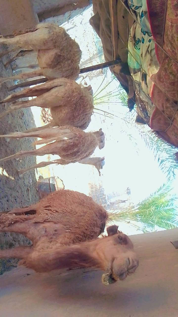 بعران للبيع يرهمن كصابة ويرهمن ربط  المكان تكريت البوعجيل  الاستفسار على الرقم التالي ***********
