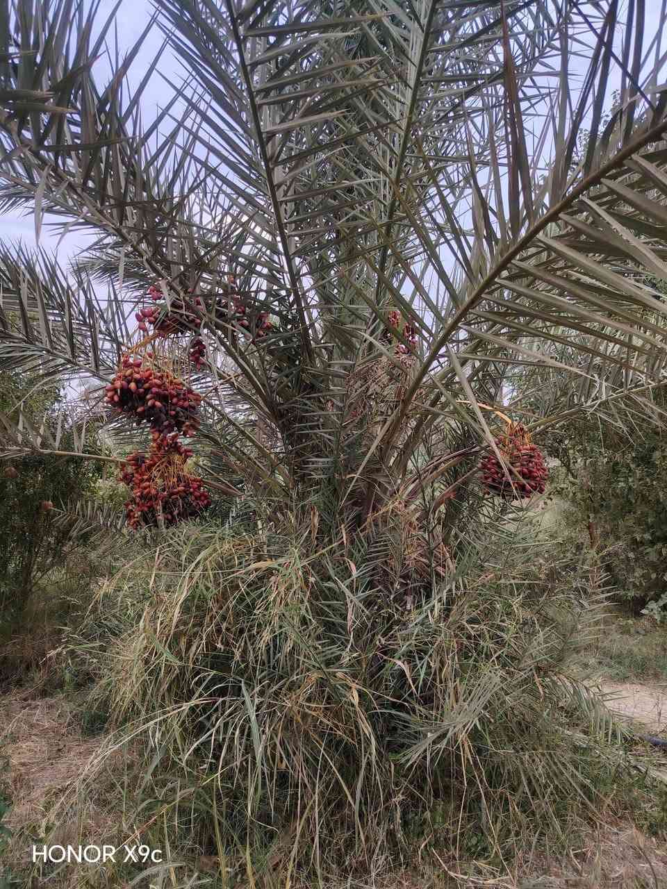HONOR X9c • حمراويه • المقداديه