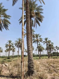 يا الله سلام عليكم دونم طابو مالك صرف  مشجر نخل خدمات كامله واجه ٢٥ ون...