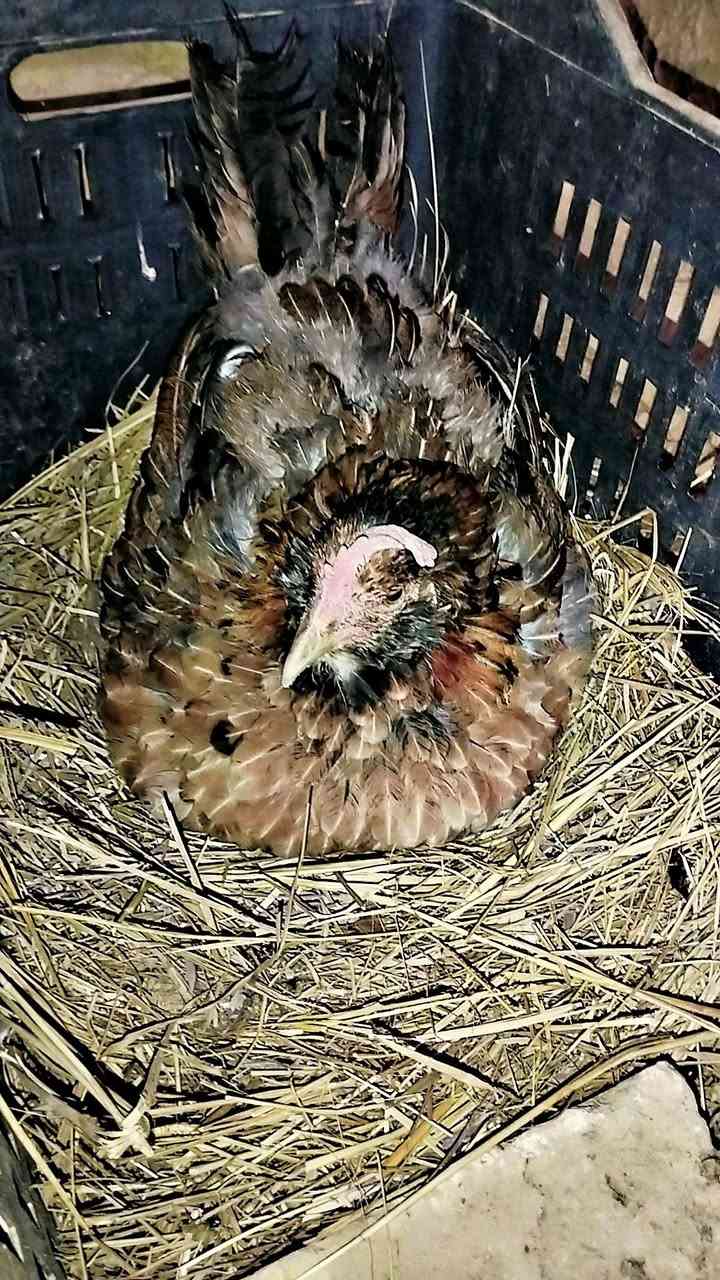 دجاجه ام لحيه • بدون بيض • حديثه