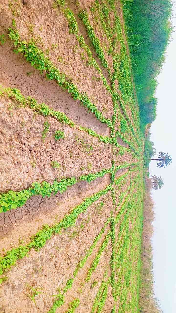 أرض طابو معروضه للبيع دونمين الاستفسار على هاذا الارقم ***********
