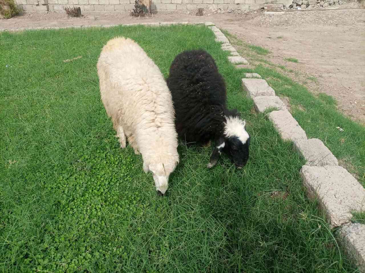 فطايم • قريه اصبيح