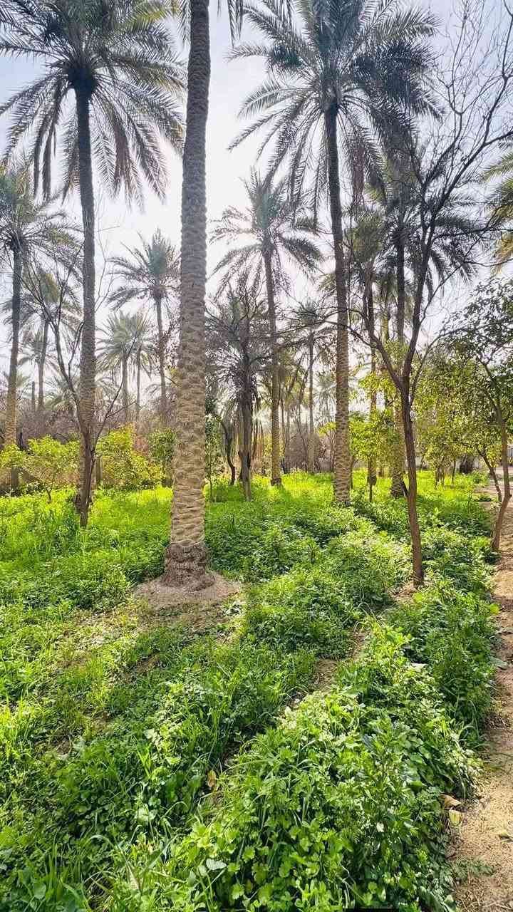 بلقرءان بلاش ومستقبلك مضمون من اول شوفتك للكاع ارض 5 دوانم طابو زراعي سند 25 كاع بسمي #بصف_شط_ذراع_دجله_وتبعد_500_متر_عن_الحولي_الدولي_الجديد_وعندي_مرتسم_الطريق_الدولي_منين_يفوت وتل التراب البلفديو هذا هوه شط ذراع  وكهرباء ومي وعلى شارع سبيس وبصف الكاع سكن منطقة كامله مدارس البناء مسموح تصلح للزراعه وتكدر
وواجهة الدونم الواحد ٢٥ متر ونزال ١٠٠ متر وكل هذا الخدمات والمستقبل الحلو 
 وسعر الدونم 7 مليون وبي مجال وما أخذ منك فلس الة بعد فتح بيان بطابو والأرض بسمي وهذا تصوير الكاع قرب نهر ذراع دجله
يتوفر واتساب برقم
مكمل مرتسم وتثبيت حدود الكاع بس افتحلك بيان بطابو 
للستفسار الاتصال 
 وتساب بي***********

