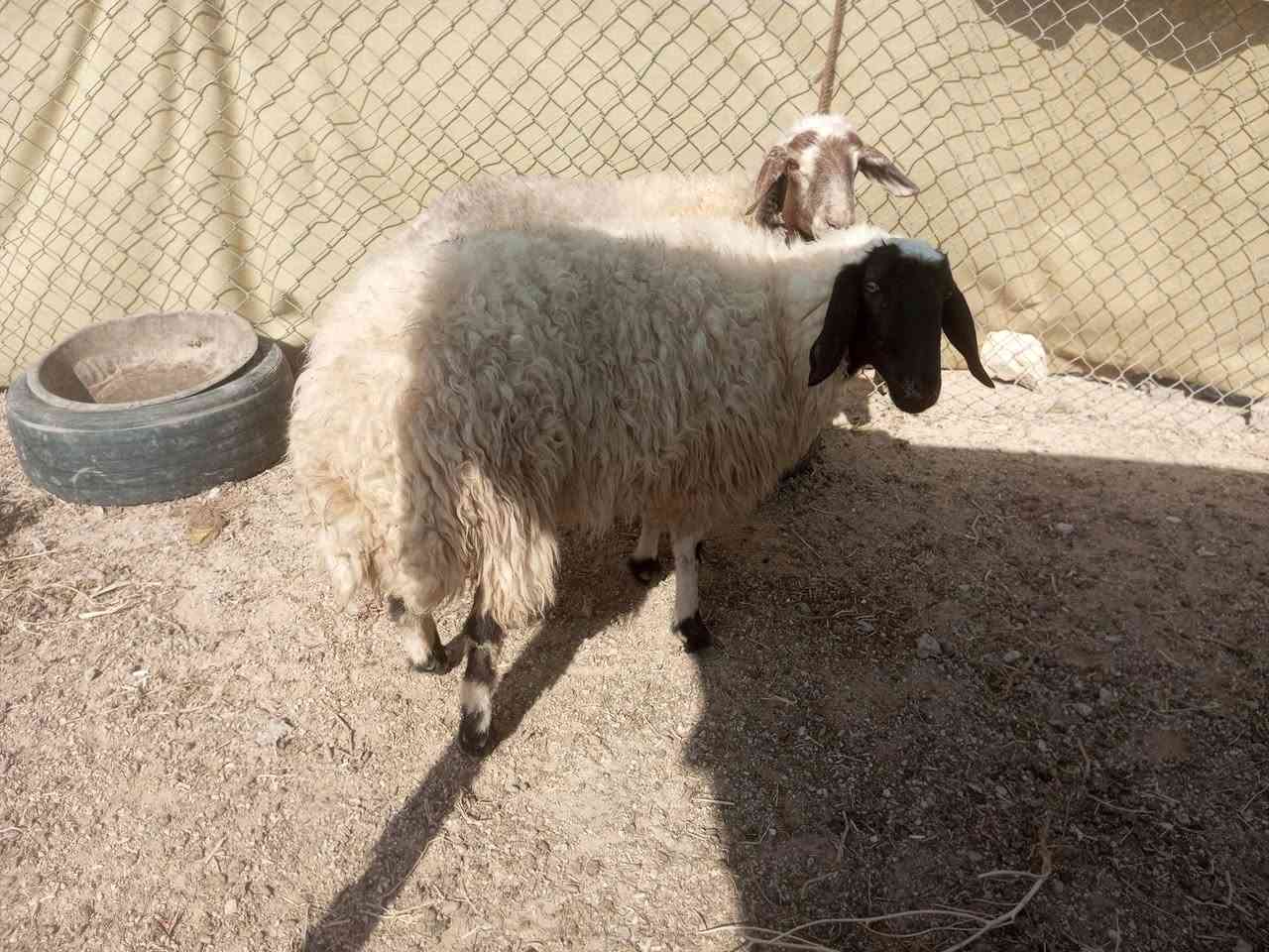 ثنايه عشر خشانه سن وشطر ونصاح على كل عيب  سعر،(مليون و100 الف) مكان بروانه حي الشرطه يوجد توصيل على شراي ***********
