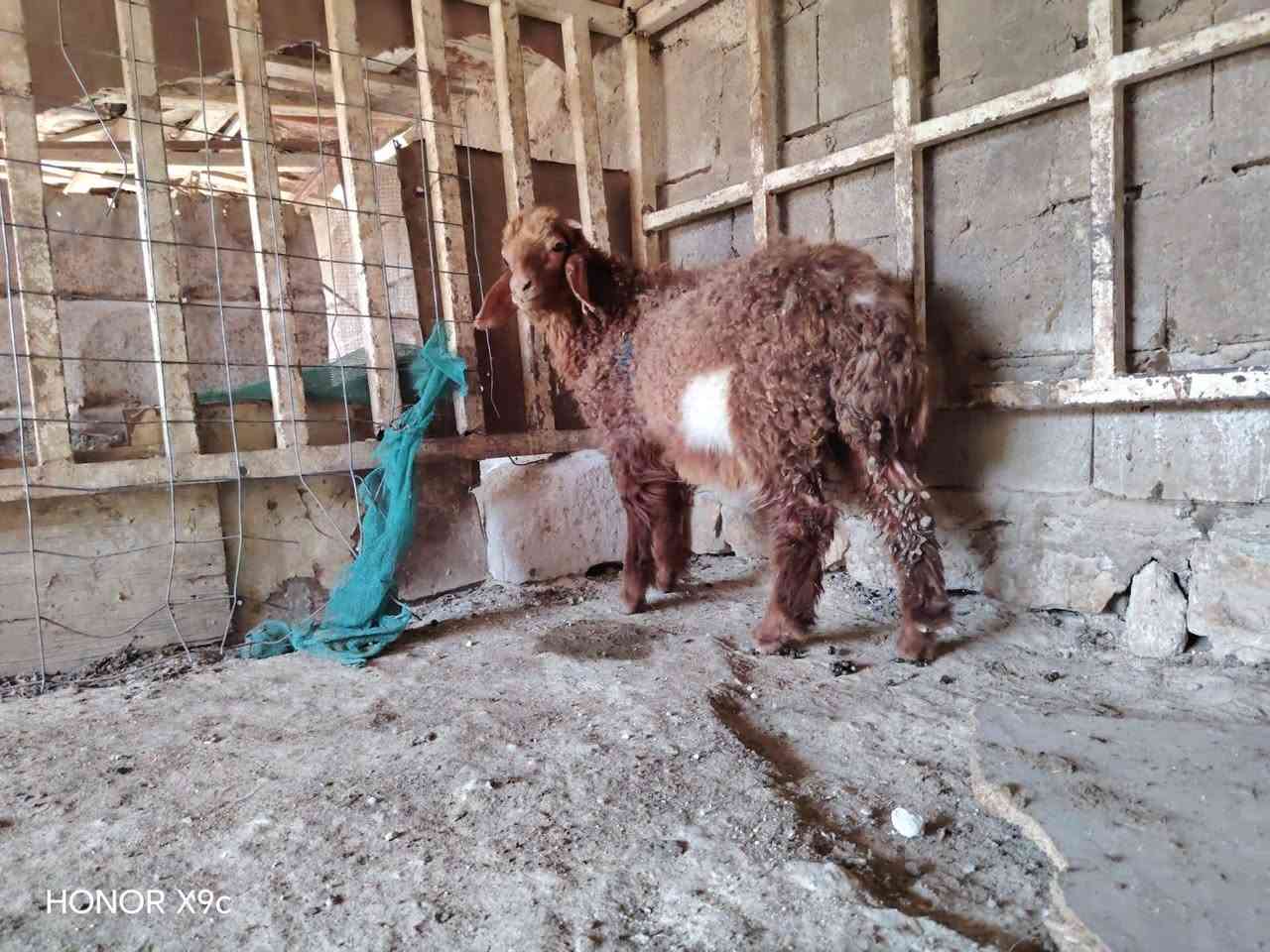 طلي مال ربط شرط نصاح وعلاكل عيب معالف ماينبشم مابي لاكرد ولاجرب ومداوي كامل الادويه بس تعلفه سعر 235 مكان حديثه توااصل خاص اوتصال ع رقم *********** واتساب موجود
