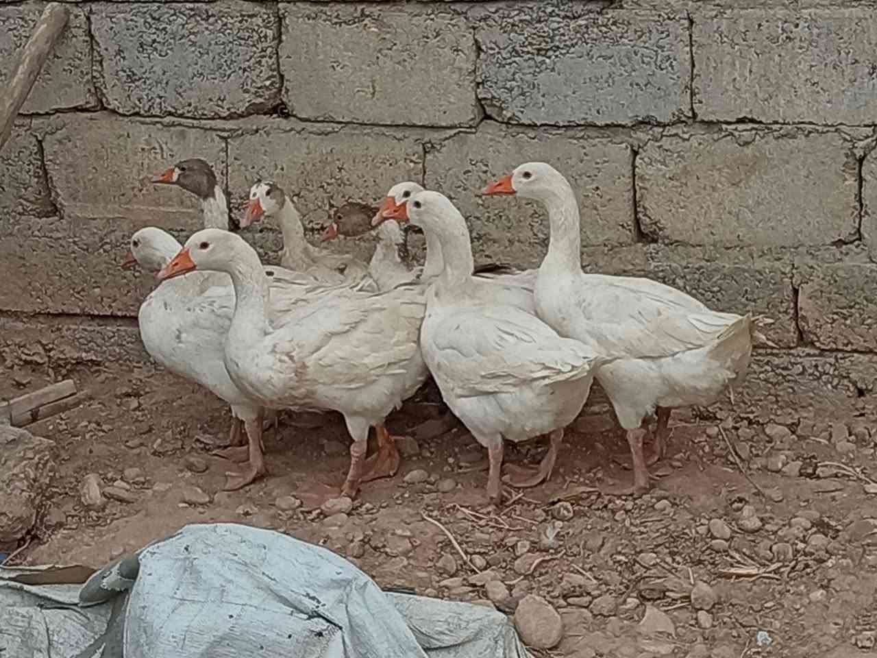 غازات • ٨ حبات • قرية الحاج علي