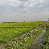 ٥ دوانم • طابو زراعي • تاجي سبع البور