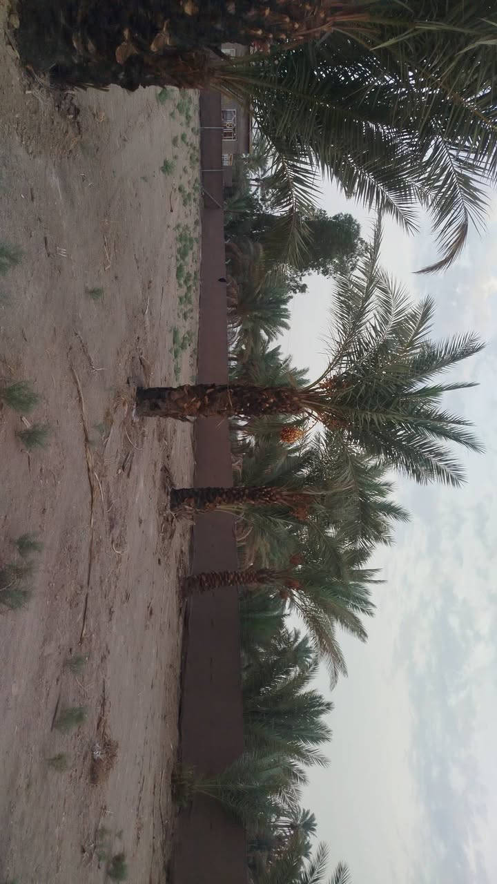 حله ابو غرق • دونم وربع • طابو زراعي