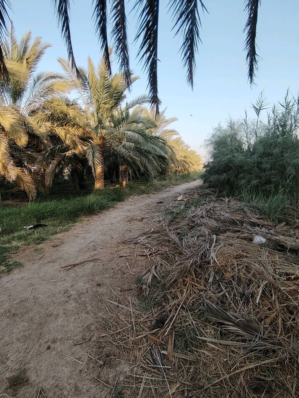 بستان مساحته دونم ونص  نخل حمال للبيع سوق الشيوخ السادة الشرامطة للاستفسار التواصل عبر الواتساب  ***********