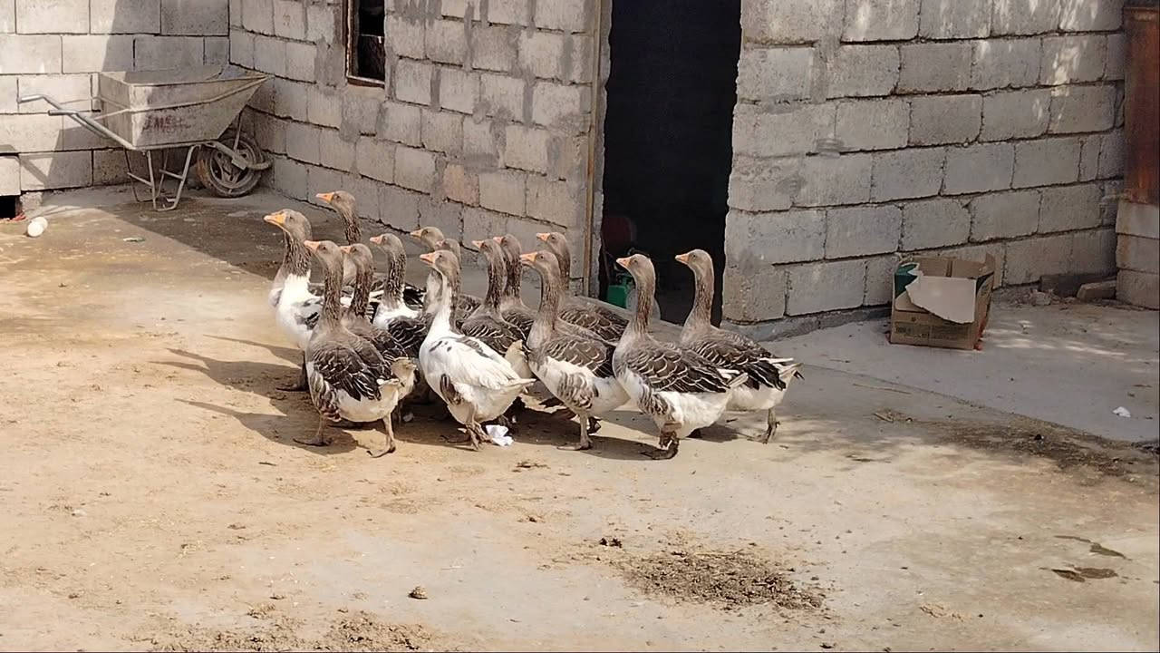 قازات • ١٦ تك • الحمدانيه بلاوات
