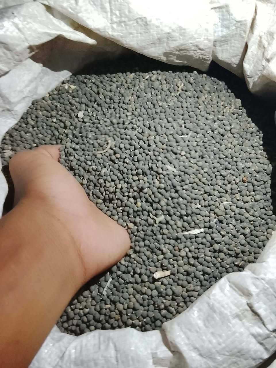 بذور بانية • نوعية سلطانة • هونر X9b