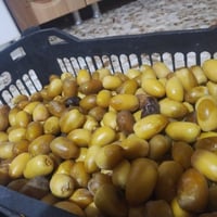 صندوق تمر • تمر حوش • طازج