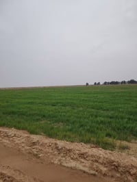 أرض زراعية • ١٦ دونم • الدوايه