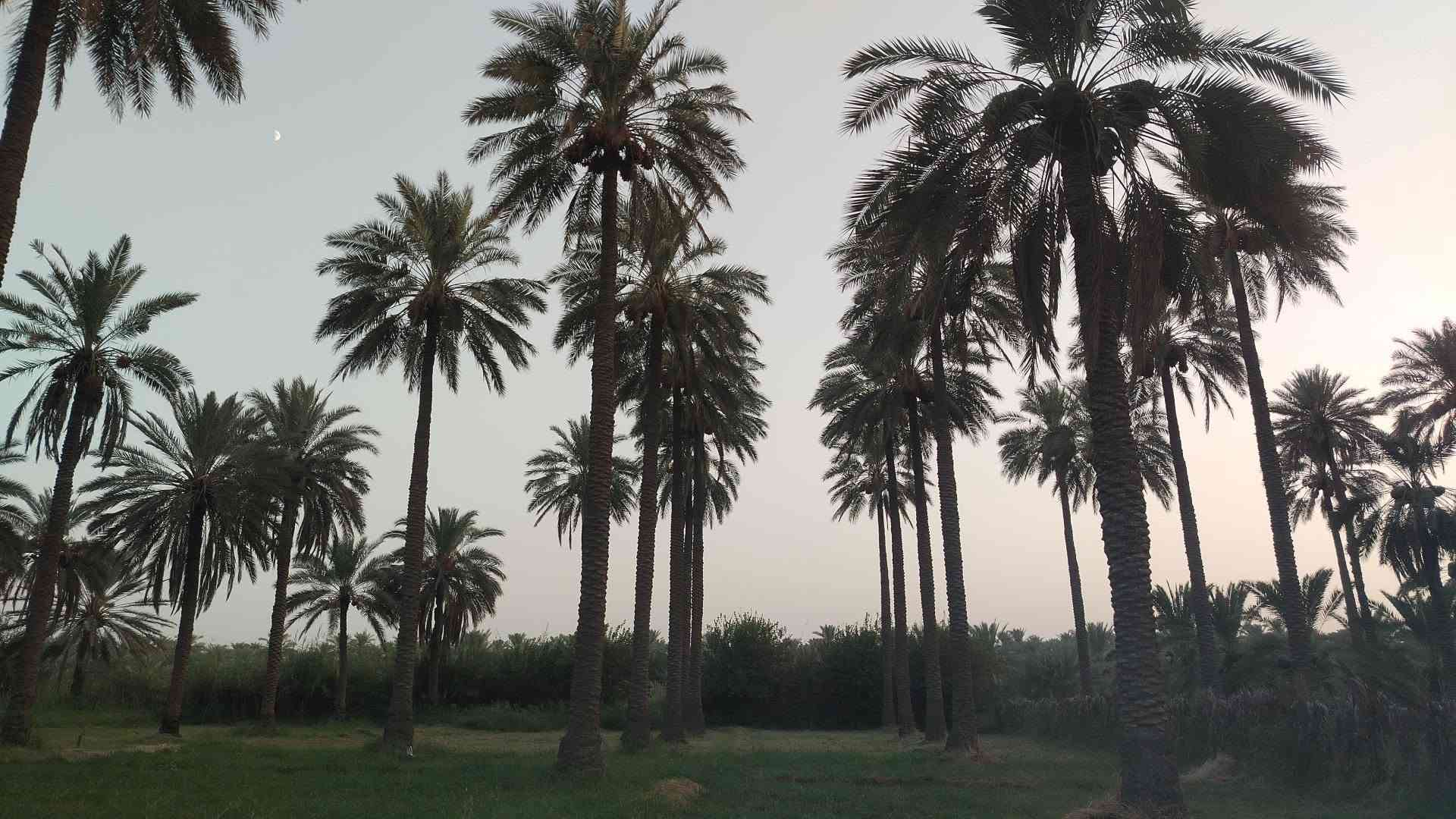 جوميسه غربيه • دونم وربع • نخل وحمضيات