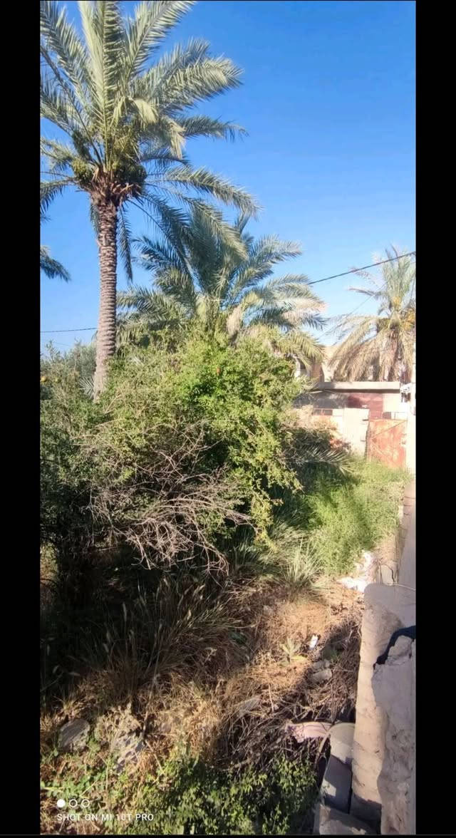 قطعة زراعي • عنانة فرع الملا • ٣٩٦م