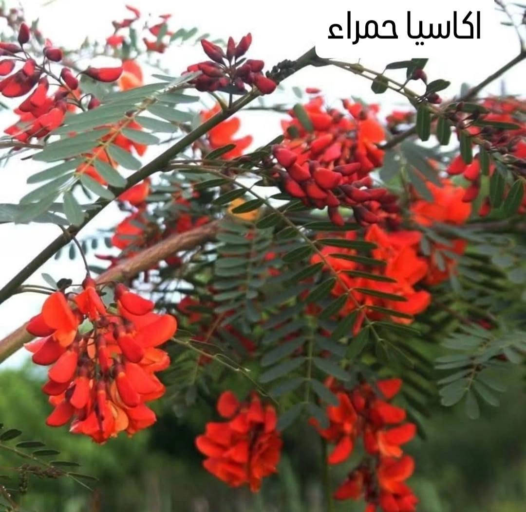 🌿🌸 عرض مميز لمحبي النباتات 🌸🌿
نباتات جميلة ومتنوعة بأحجام وأنواع مختلفة 🌱✨
أسعار مميزة وكمية محدودة ❤️
عنواننا / بابل شارع ٨٠ جهه كربلاء 
🚚 التوصيل متوفر إلى جميع المحافظات العراقية 🇮🇶
📩 للطلب والاستفسار راسلونا على الخاص
واتساب  ***********

نص مكتوب في الصور:
- جهنمي متسلق قطمر
- اكاسيا حمراء
- بونسيانا ملكية حمراء
- بونسيانا حمراء ملكية
- Royal Poinciana (Delonix regia)
- اكاسيا بنفسجي
- متسلق الياسمين الاحمر