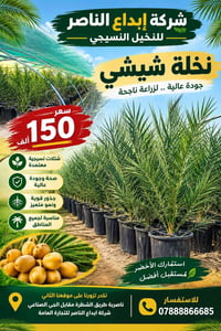 فسائل نسيجية • نخيل شيشي • ناصرية