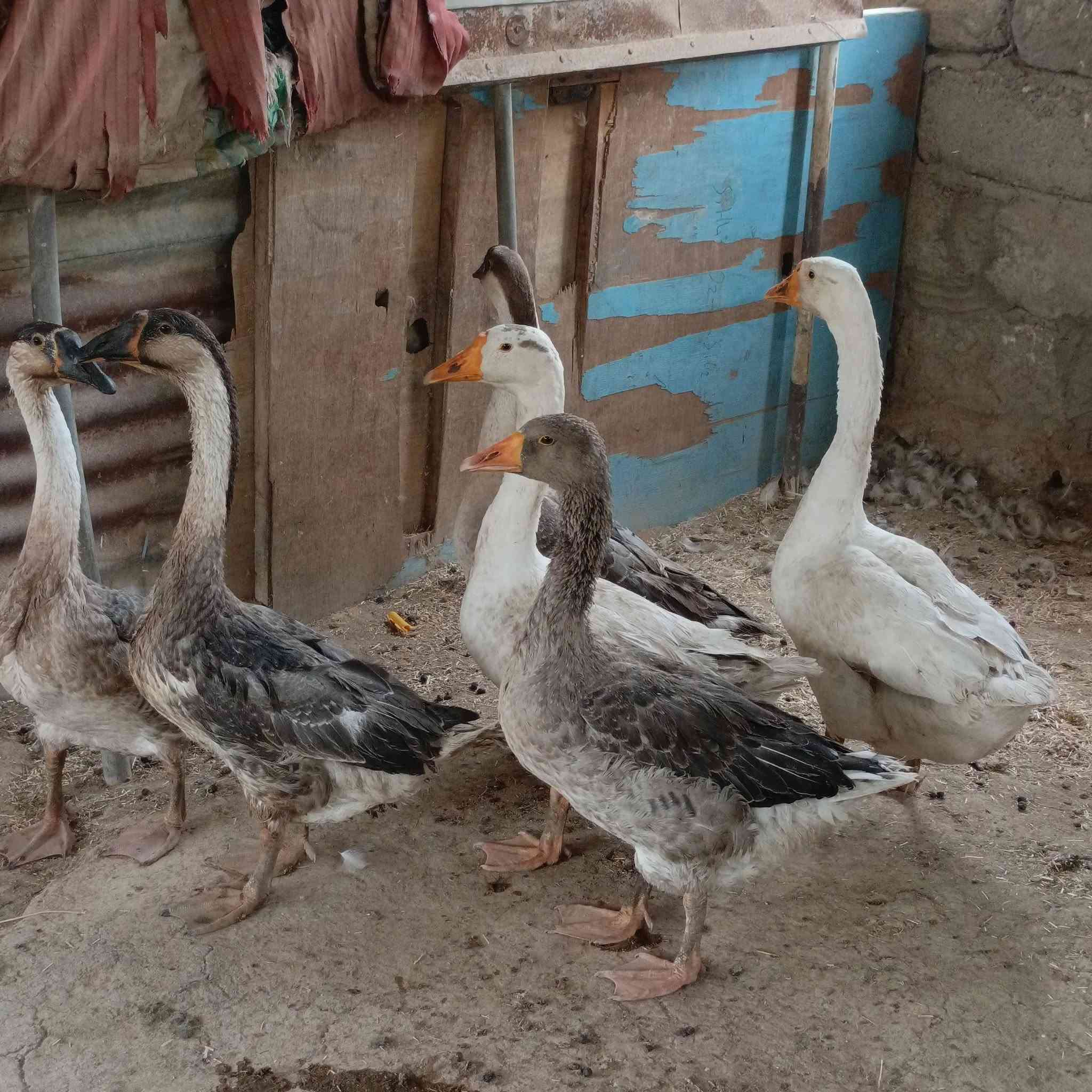 قازات كوبرا للبيع اكو قاز واحد بس عادي ***********
