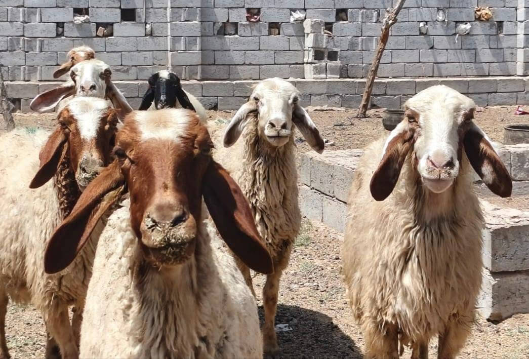 غنم عدد 9 مراح واحد
 عله كل عيب  مكفولات عين وسن وشطر  ونصاحه فول  حلال نضيف ومال جني  
مضاريع بيها شهرين و3  

سعر الوحده 290 اسعار ثابته 

ديوانيه سنيه
 تــــوصــــيل مــــــاكوووو

***********
***********

