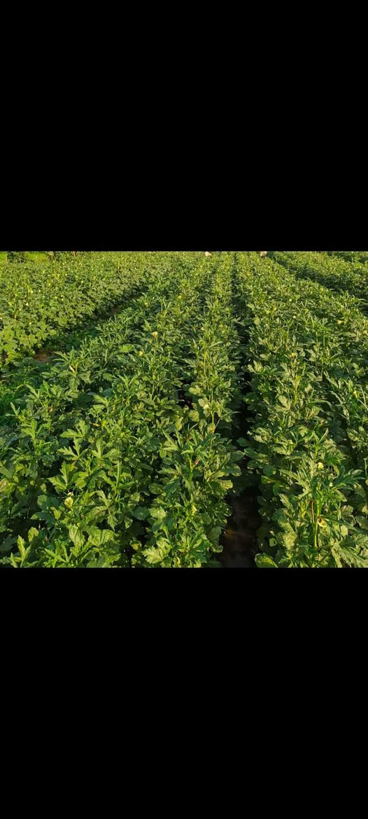 يوجد بذور بانيه عبير جيل ثاني متعهد بيه لعنوان بابل المسيب
***********

***********
