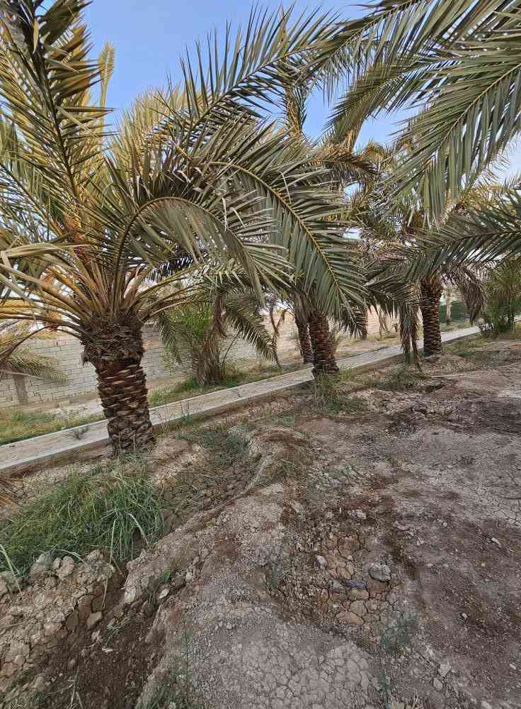 🌴 بستان للبيع في أبي الخصيب – محيلة 🌴
📐 المساحة: 1070م² (ألف وسبعون متر)
📜 الطابو: صرف، سهم وتحويل مباشر باسم المشتري
🌴 يحتوي على عدد من النخيل والأشجار
🔒 محكم بسياج من جميع الجهات
🌊 يطل على نهر جاري مباشرة
💧⚡ جميع الخدمات متوفرة
📍 العنوان: البصرة – أبي الخصيب – محيلة، قرب سوق محيلة
📞 للاستفسار والاتصال:
*********** البصرة, العراق

نص مكتوب في الصور:
- ***********