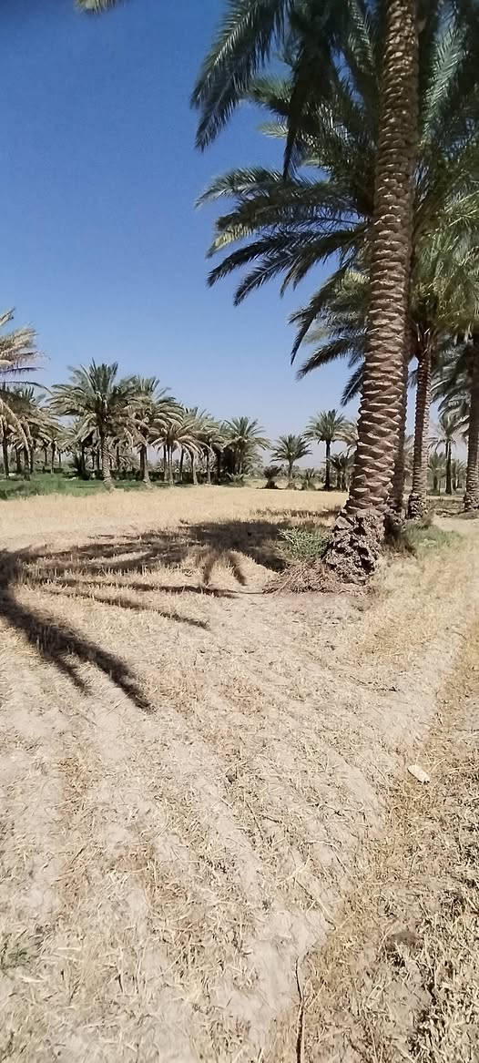 السلام عليكم ورحمة الله وبركاته .
أرض طابو زراعي سند ٢٥ للبيع في منطقة العلاك على جهة البحموسه تبعد عن الشارع العام الحمزة شوملي اقل من ٨٠٠ متر المساحة ٣ دونم .  مع توفر مياه سقي اللاستفسار أكثر عن السعر الاتصال على الرقم *********** او ***********
