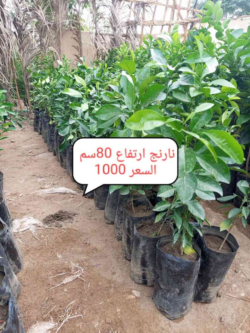 نارنج • مشتل • توصيل الدجيل
