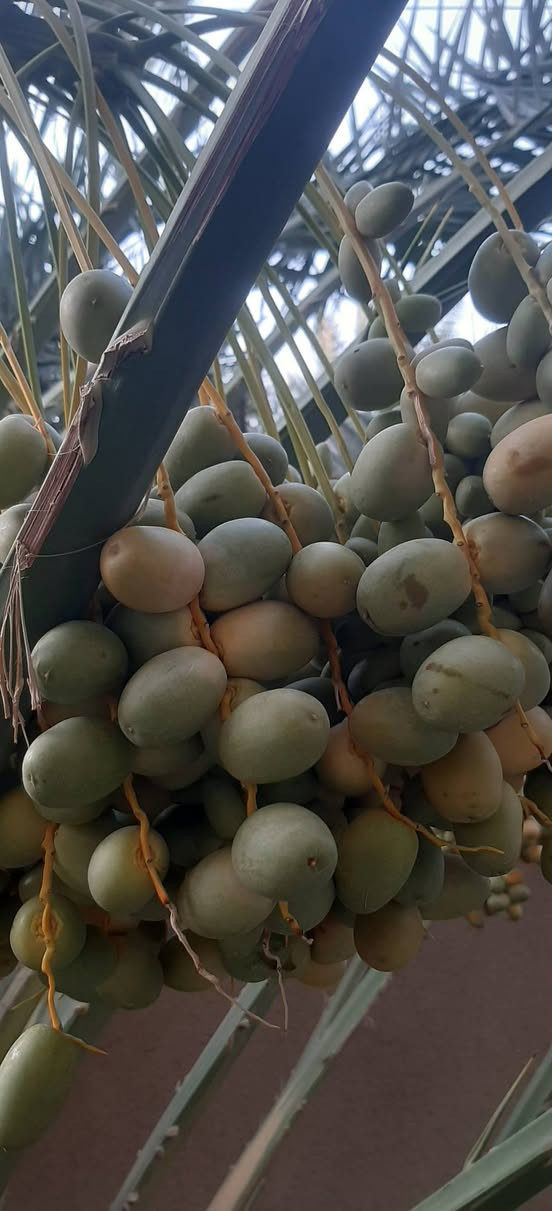 تتوفر فسائل برحي عدد ٤ اثنين كبار واثنين وسط الاماية نسيجي بس رطبها برحي 100% الي يريدهن يتواصل  على الرقم
***********
