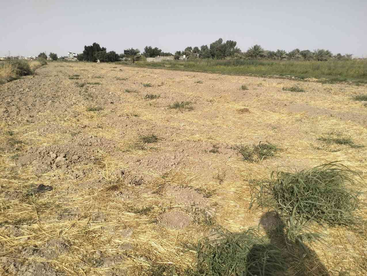دونم • اليوسفيه • عقد 35