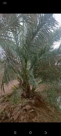 نخلة برحية • عراقية • اصلية