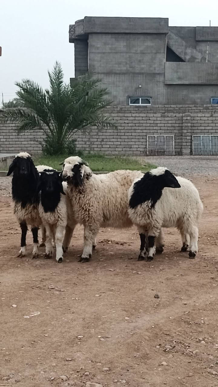 جوز طليان • جوز فطايم • الشرقاط