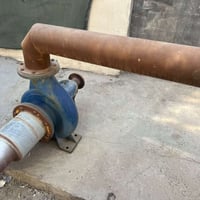 خنزيرة • نظيفة • بابل جبلة