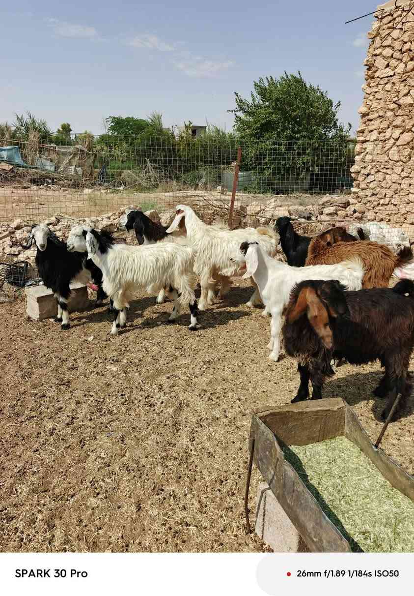متاااح 8جدايه خشنات وسمانن كلشي ترهم سعر لزوج ٣٦٠ عنوانه عنه ناحيه ريحانه ***********
