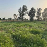 بسد عرب الماجد • دونم زراعي • مايه وكهرباء