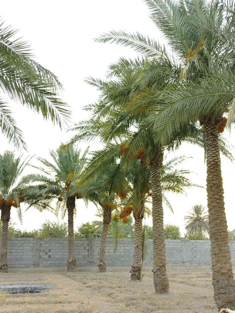 يوجد نخل حمال درجه اولى وملقح 3 خستاويه  والباقي زهدي  للستفسار ***********   ***********
